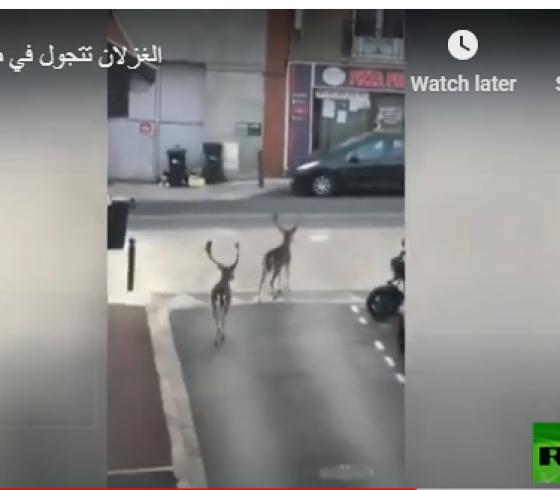 غزلان.PNG