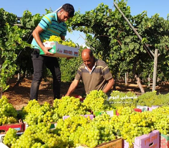 فوائد العنب لصحتك- فوائد العنب للمناعة والسرطان