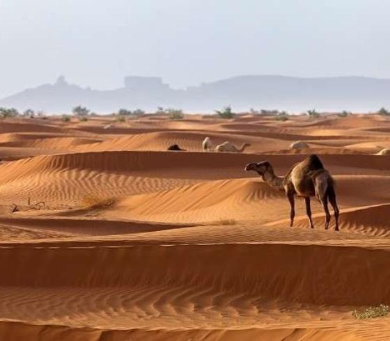 أصول العتبان وش يرجعون- العتبان ويكيبيديا 2022