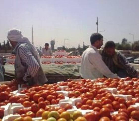 تصدير البندورة مكلف