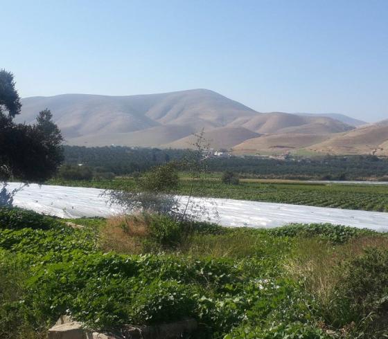 الاغوار 9