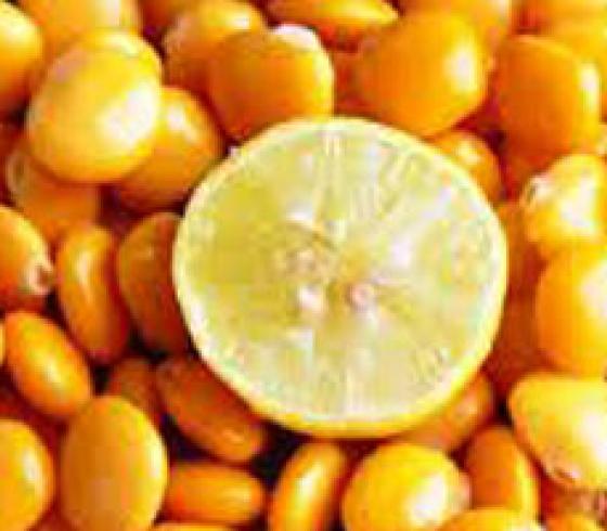 ترمس