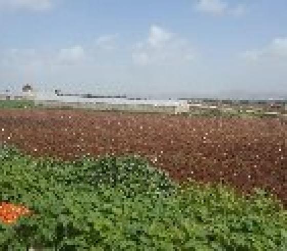 زراعة الدخان