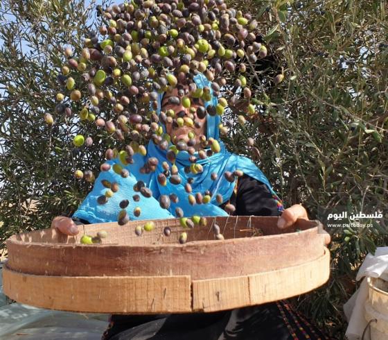 جني ثمار الزيتون