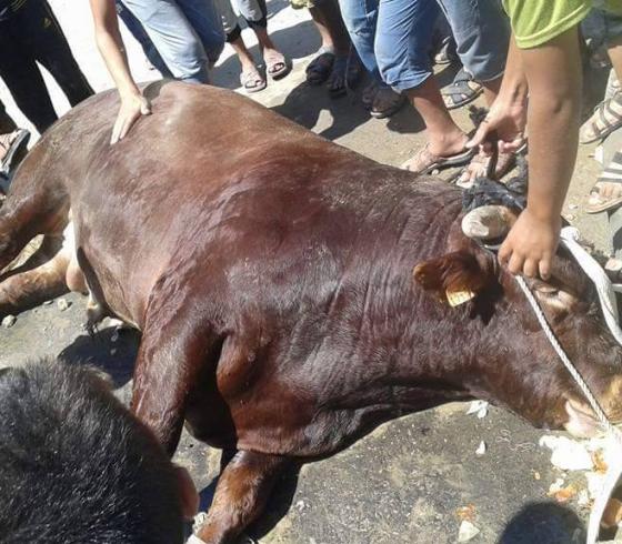 نفوق عجل قبل عيد الأضحى 
