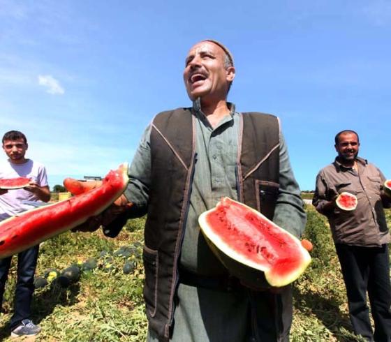 بطيخ