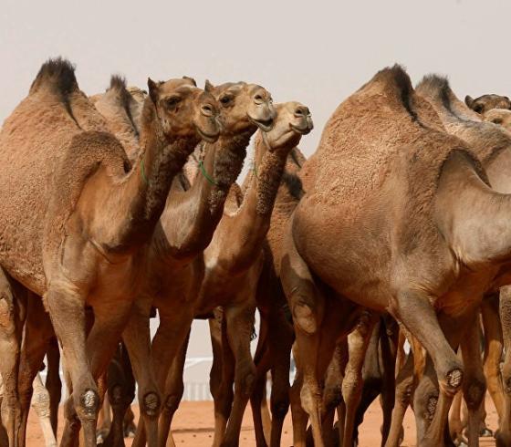تعبيرية