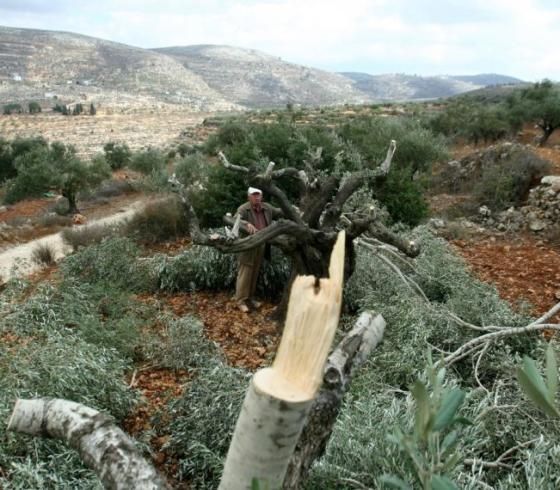 مستوطنون يقتلعون أشجار زيتون من أراضي الفلسطينيين جنوب نابلس