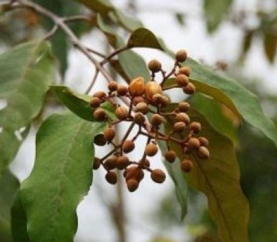 نبات لعلاج السرطان
