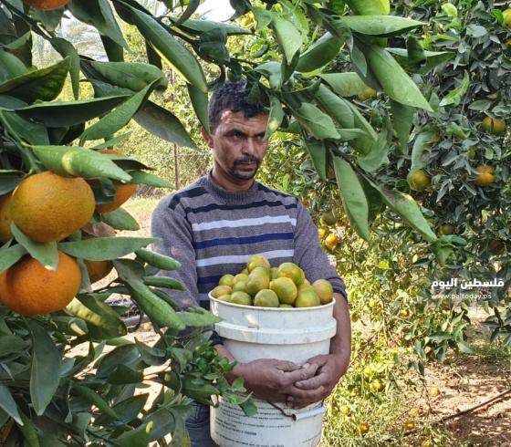 الحمضيات في غزة