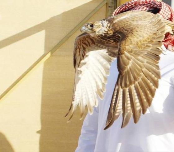 اسعار الاسلحة في معرض الصقور