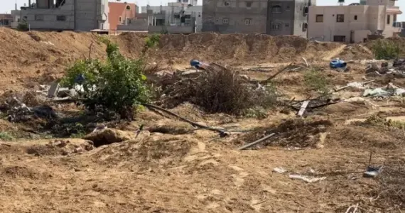 زيتون غزة تحت الركام