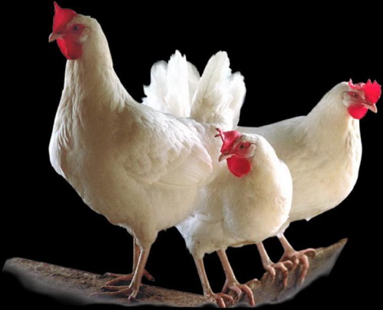دجاج