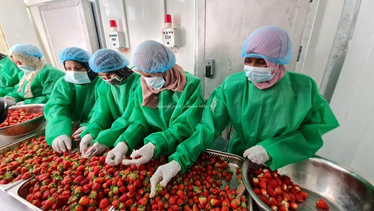 سيدات من غزة يتحدينّ الواقع الصعب بالعمل في تجميد الفواكه