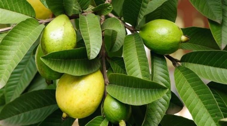 فوتئد تناول الجوافة الصحية