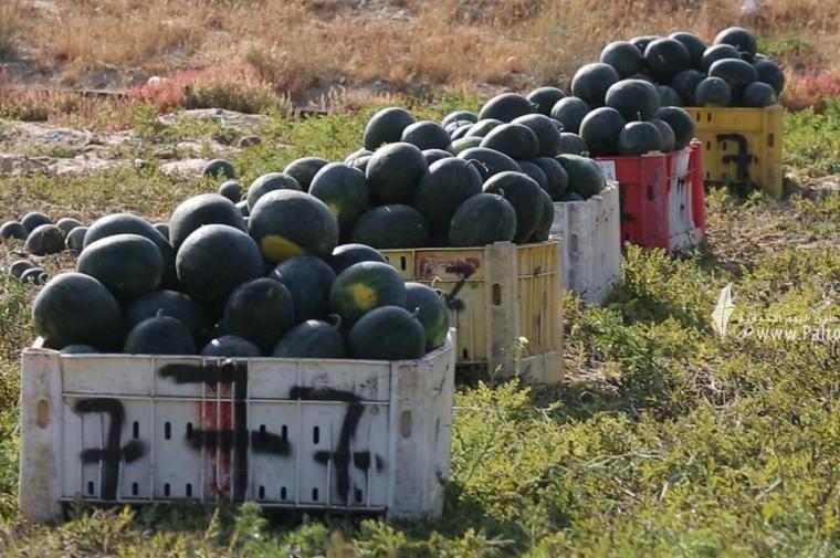موسم البطيخ في غزة اليوم 2022