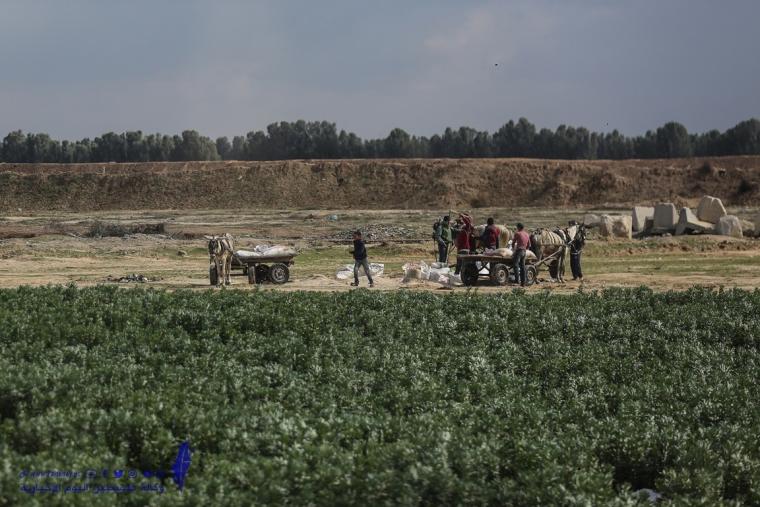 زراعة غزة تدعو المزارعين والصيادين المتضررين من العدوان الإبلاغ عن الخسائر