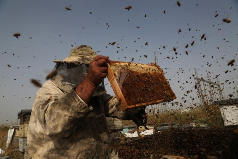 مربي النحل في غزة تحيط بهم تحديات عدة تنعكس على إنتاج كميات العسل