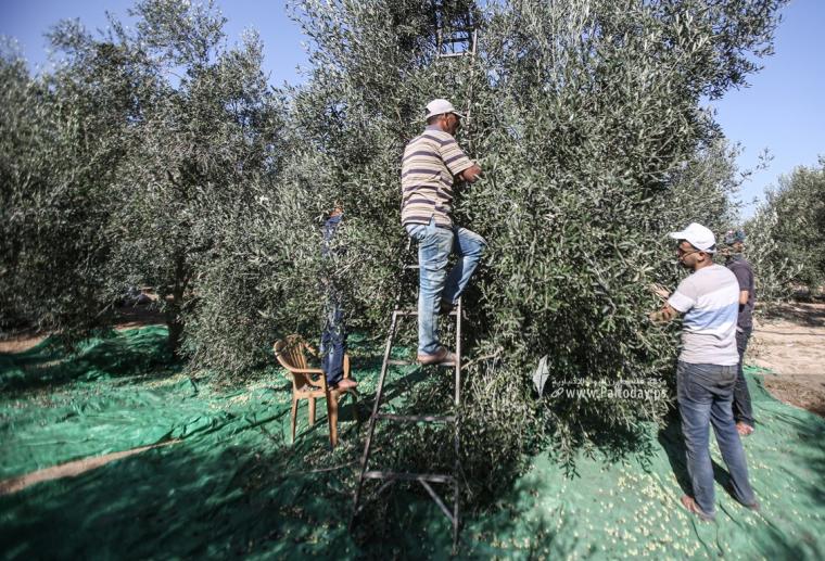 مستوطنون يسرقون ثمار الزيتون في سبسطية