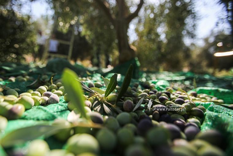 قطف ثمار الزيتون في قطاع غزة (18).JPG