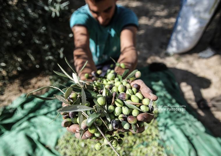 قطف ثمار الزيتون في قطاع غزة (9).JPG