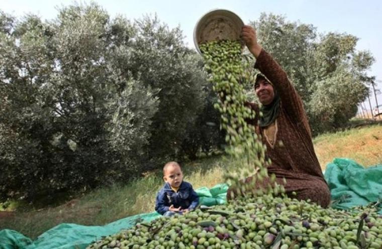 فلسطين تُعلن رسمياً عن موعد بدء قطف الزيتون 2022