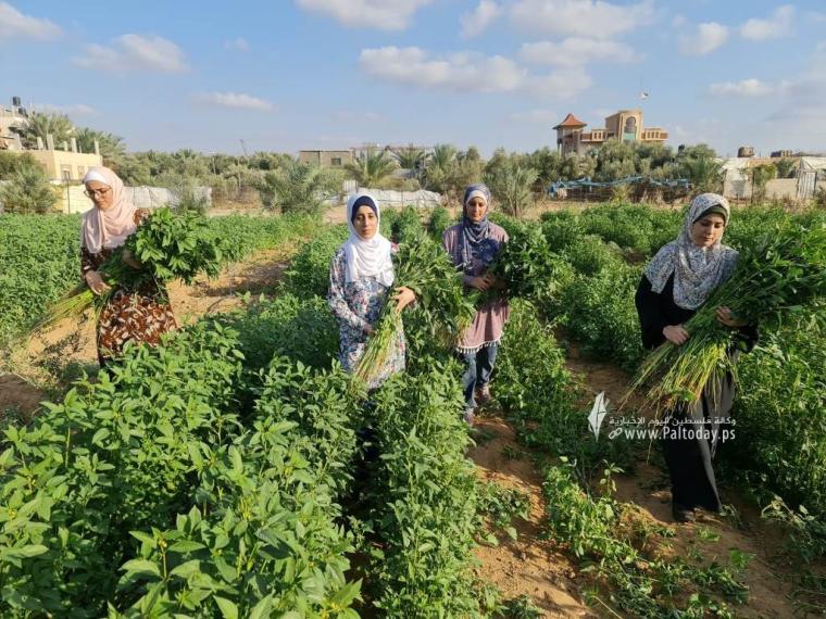 فتيات من غزة يُقمن مشروع زراعي تحدياً للبطالة (3).jpeg