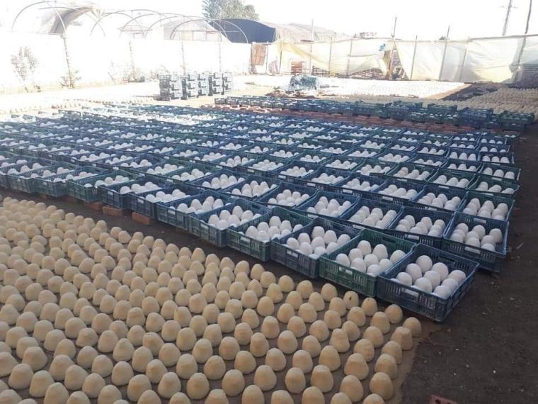ينتج بمعجون الحوائط.. ضبط مصنع ينتج أجبان فاسدة في مصر