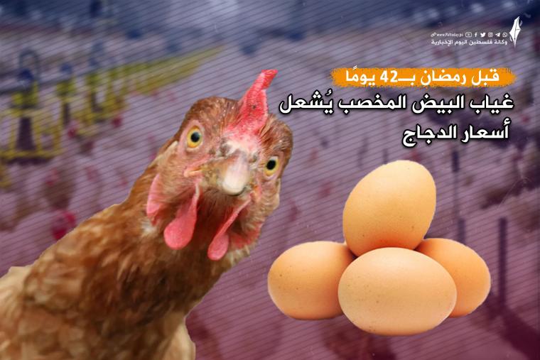 تقرير البيض.jpg