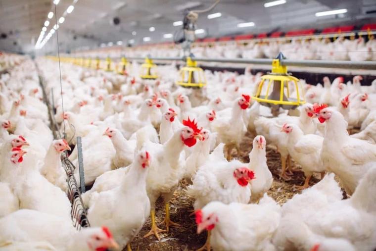 مزارع دجاج في غزة.jpg