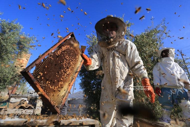 فوائد ومضار عسل النحل