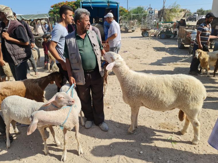 كم سعر الأضحية في فلسطين 2022.. كم سعر الأضحية في غزة 2022