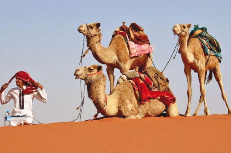 البليهد وش يرجعون- أصول قبيلة البليهد- البليهد ويكيبيديا