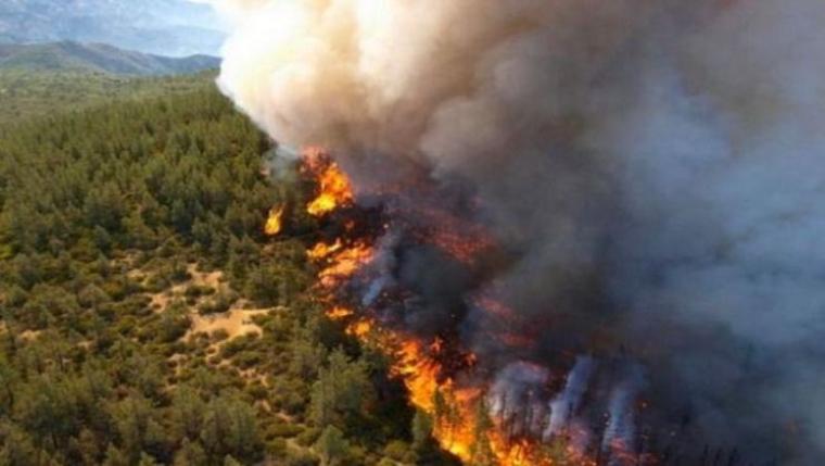 حرائق الغابات في الجزائر.jfif