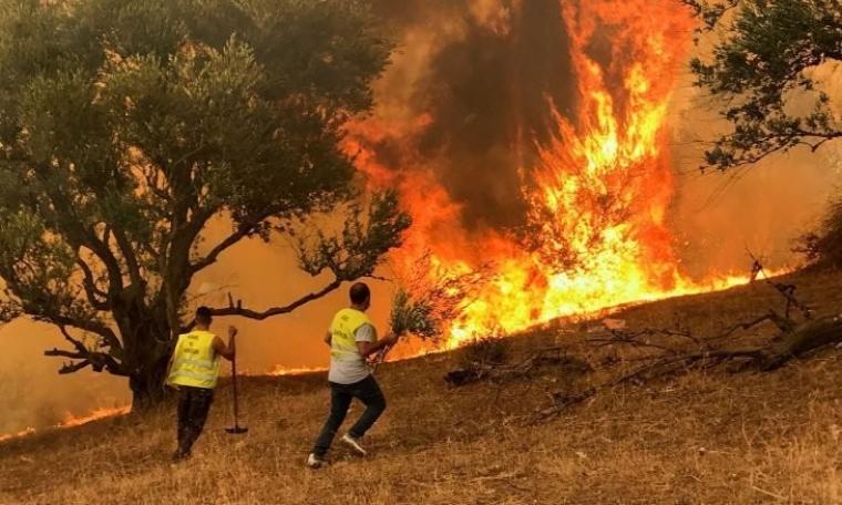 فيديو جديد لحرائق الغابات في الجزائر.. أسباب وعدد ضحايا حرائق الغابات في الجزائر