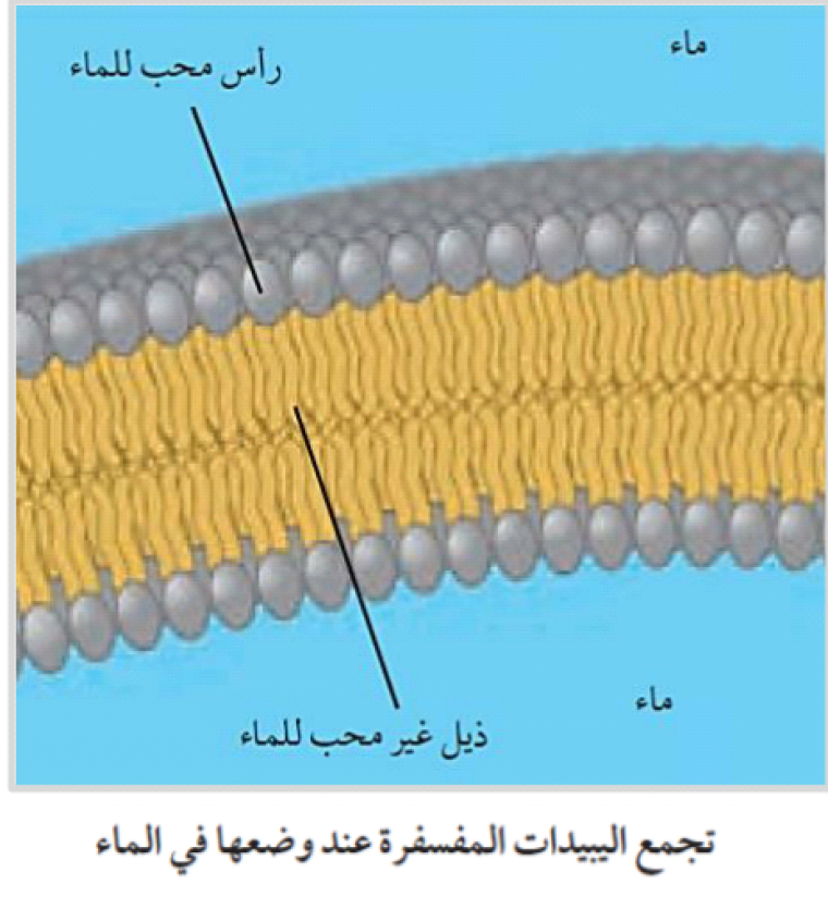 تقرير عن الليبيدات المفسفرة.. كيف أكتب تقرير عن الليبيدات المفسفرة ويكيبيديا