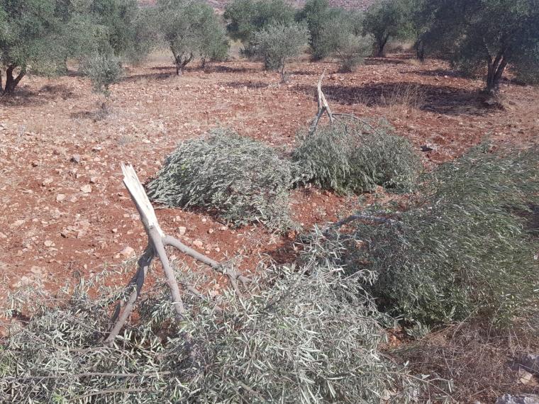 الاحتلال يخطر بإزالة 30 ألف شجرة في طوباس