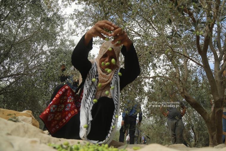 ارشيفية