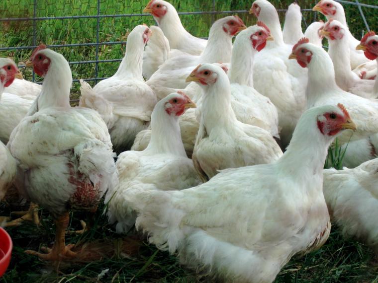 مزرعة دجاج