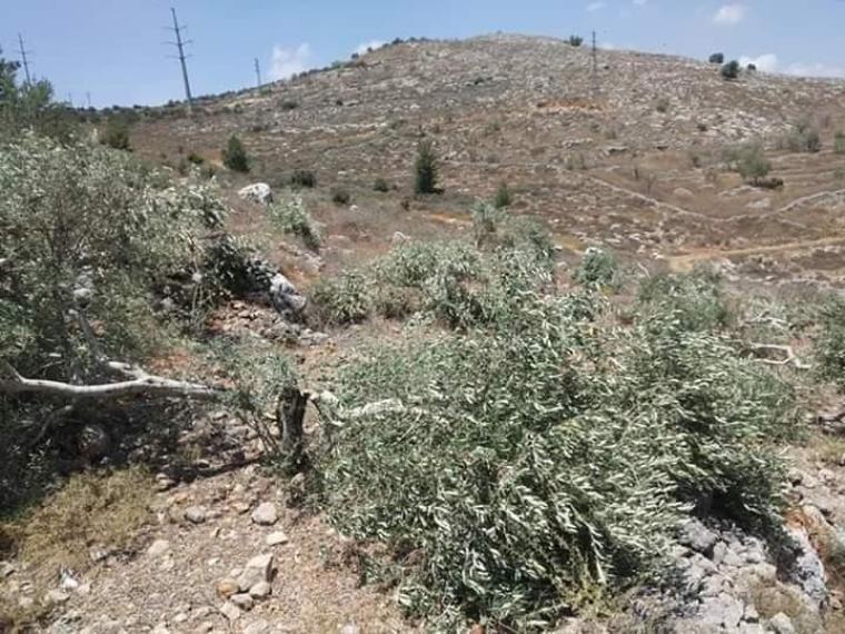 الاحتلال يعتقل مئات أشجار الزيتون في بلدة قراوة بسلفيت