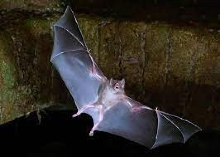اكتشاف فيروس جديد كامن في الخفافيش!