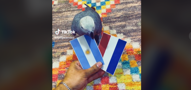 الببغاء بندا.png