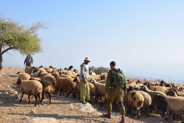مستوطنون يسرقون 120 رأس غنم في جنين