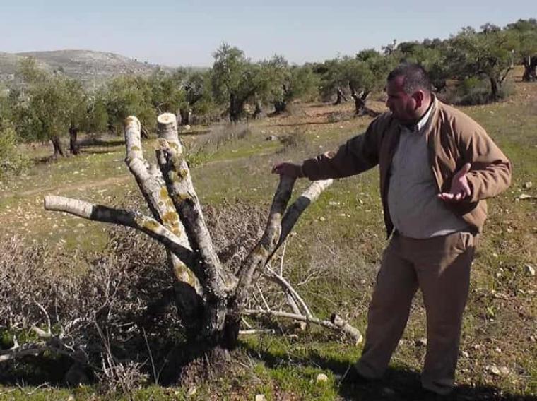 جيش الاحتلال يقتلع مئات الأشجار في بيت لحم
