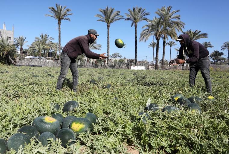 موسم قطف البطيخ في قطاع غزة (3).jpg