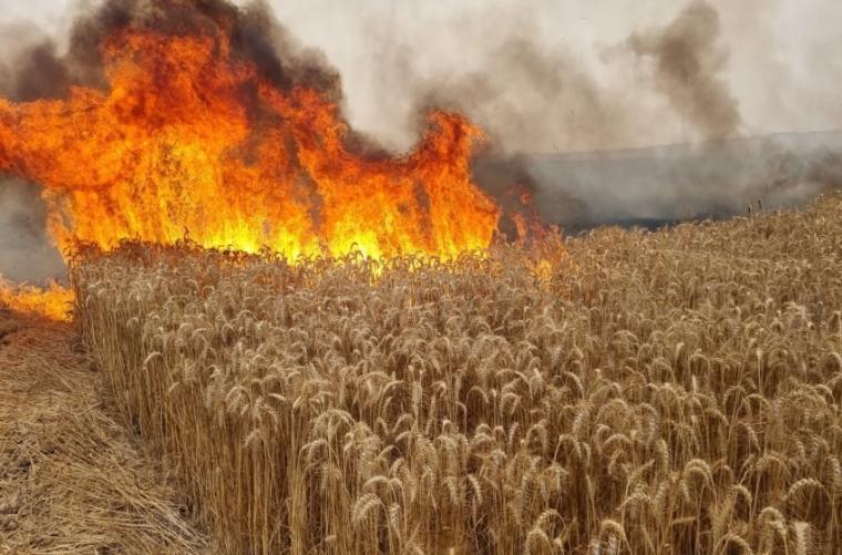 مستوطنون يحرقون محاصيل زراعية في الخليل