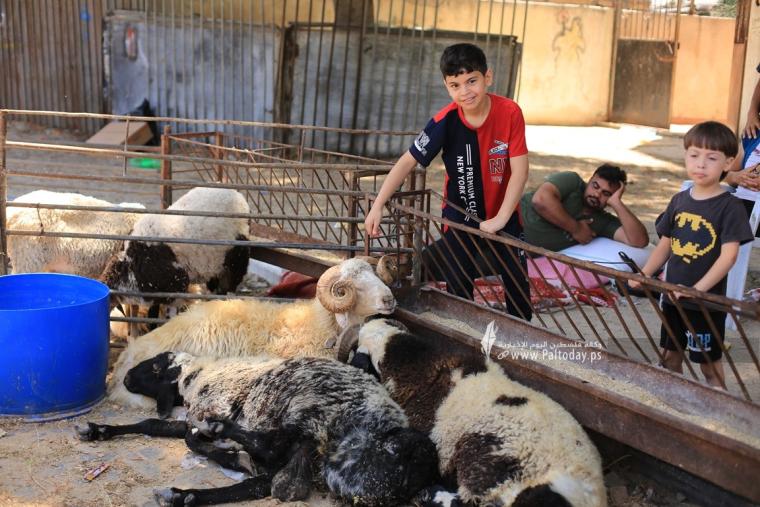 استعدادات المواطنين بمدينة غزة  لاستقبال عيد الأضحى المبارك  (10).JPG