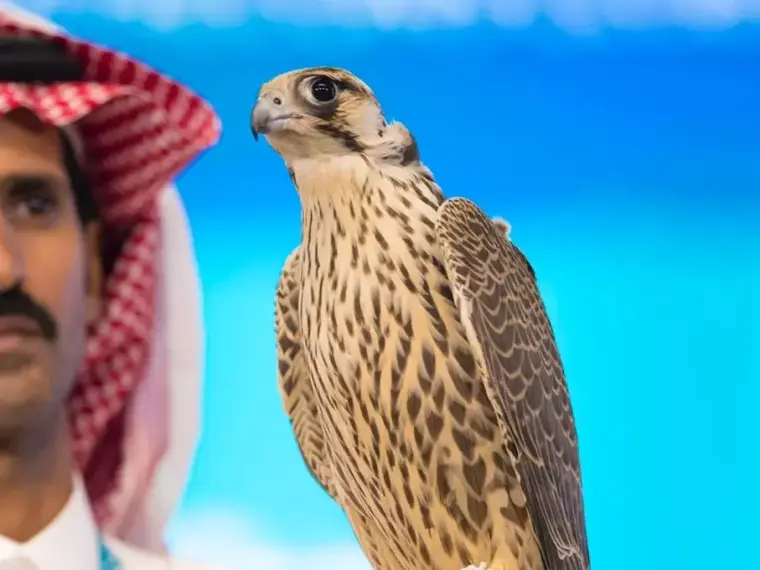 صقر سعودي