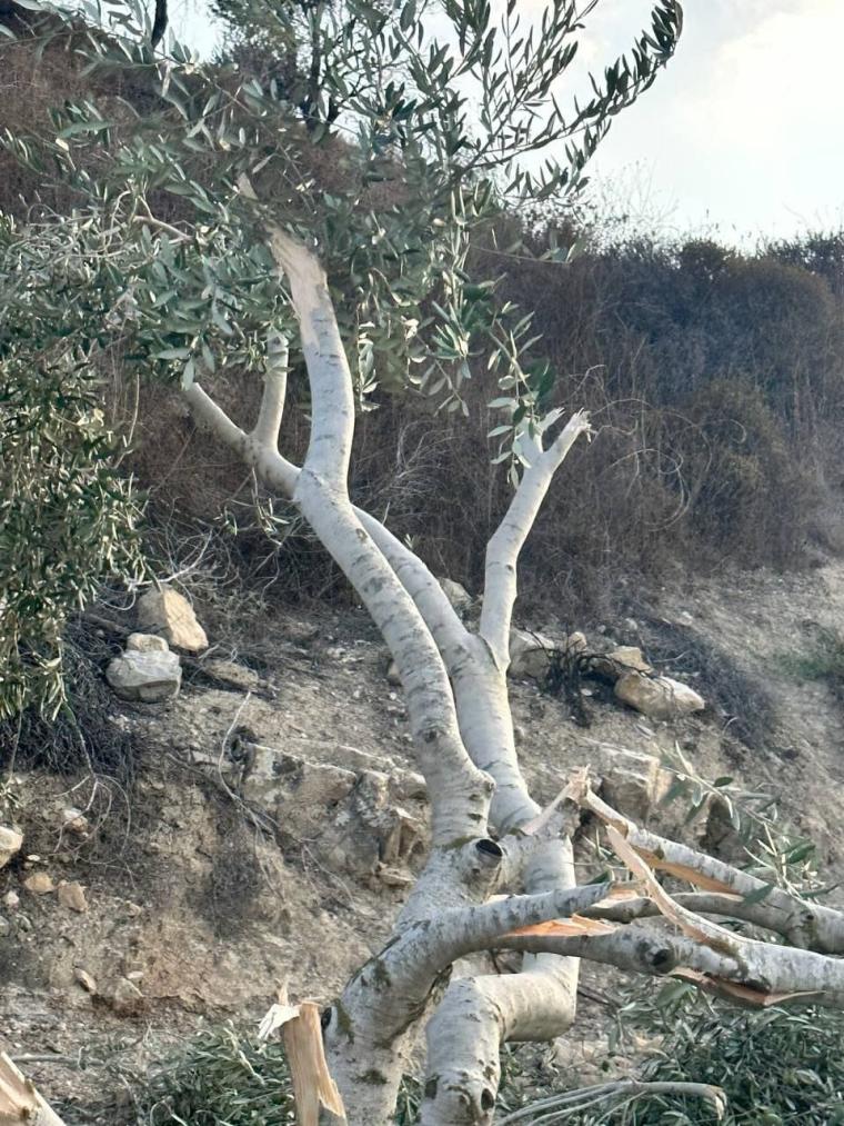 اعتداء المستوطنين (4).jpeg
