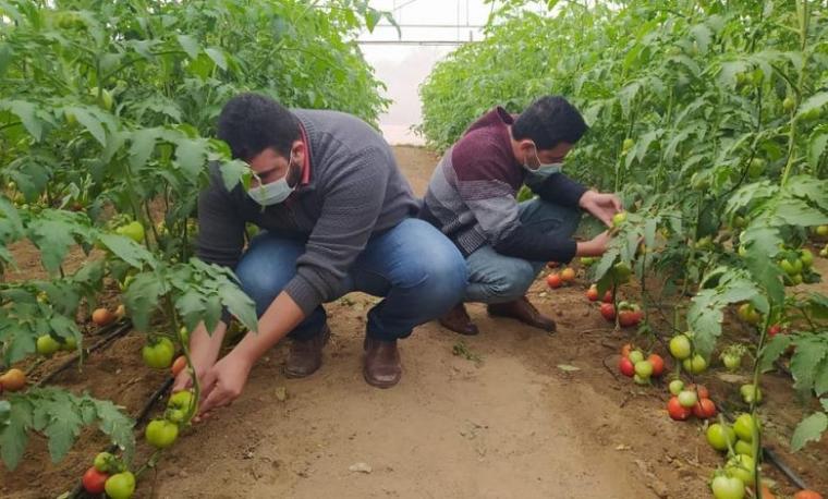 انخفاض كميات انتاج المحاصيل الزراعية في غزة بسبب الحر وتقليص البرودة